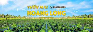 Vườn mai Hoàng Long chuyên cung cấp các giống mai mới độc lạ