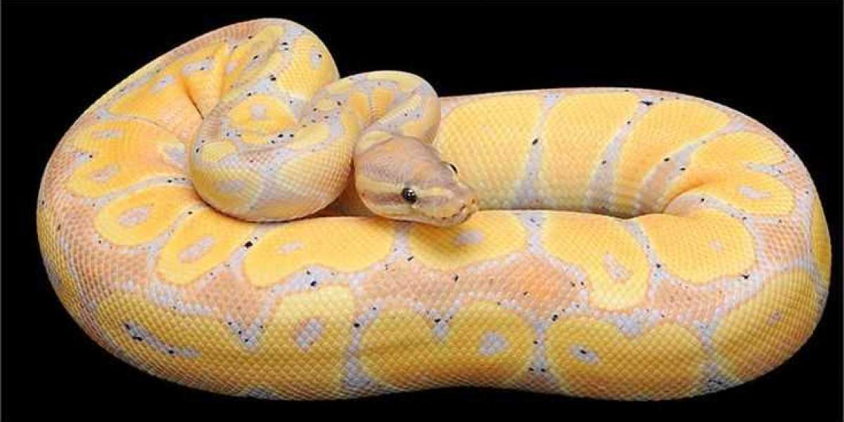Top Ball Python Care Mistakes and How to Avoid Them