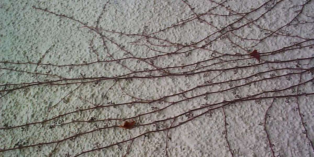 Somatostatinhormon (SST) – Das Homöostase-Regulator im Menschen