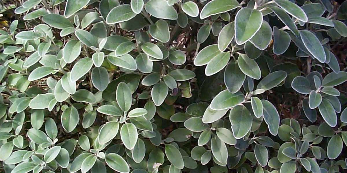 Official Site for Slots & Top Bonuses